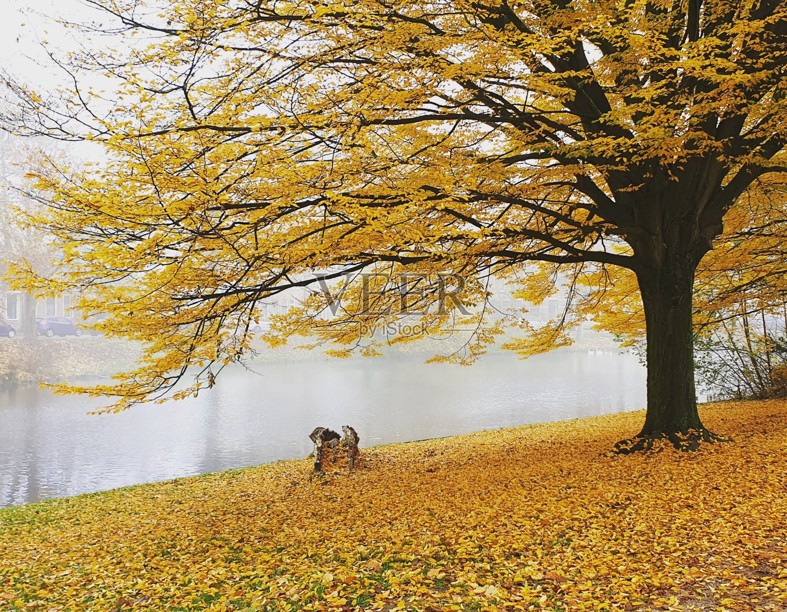 秋天的金色树叶照片摄影图片