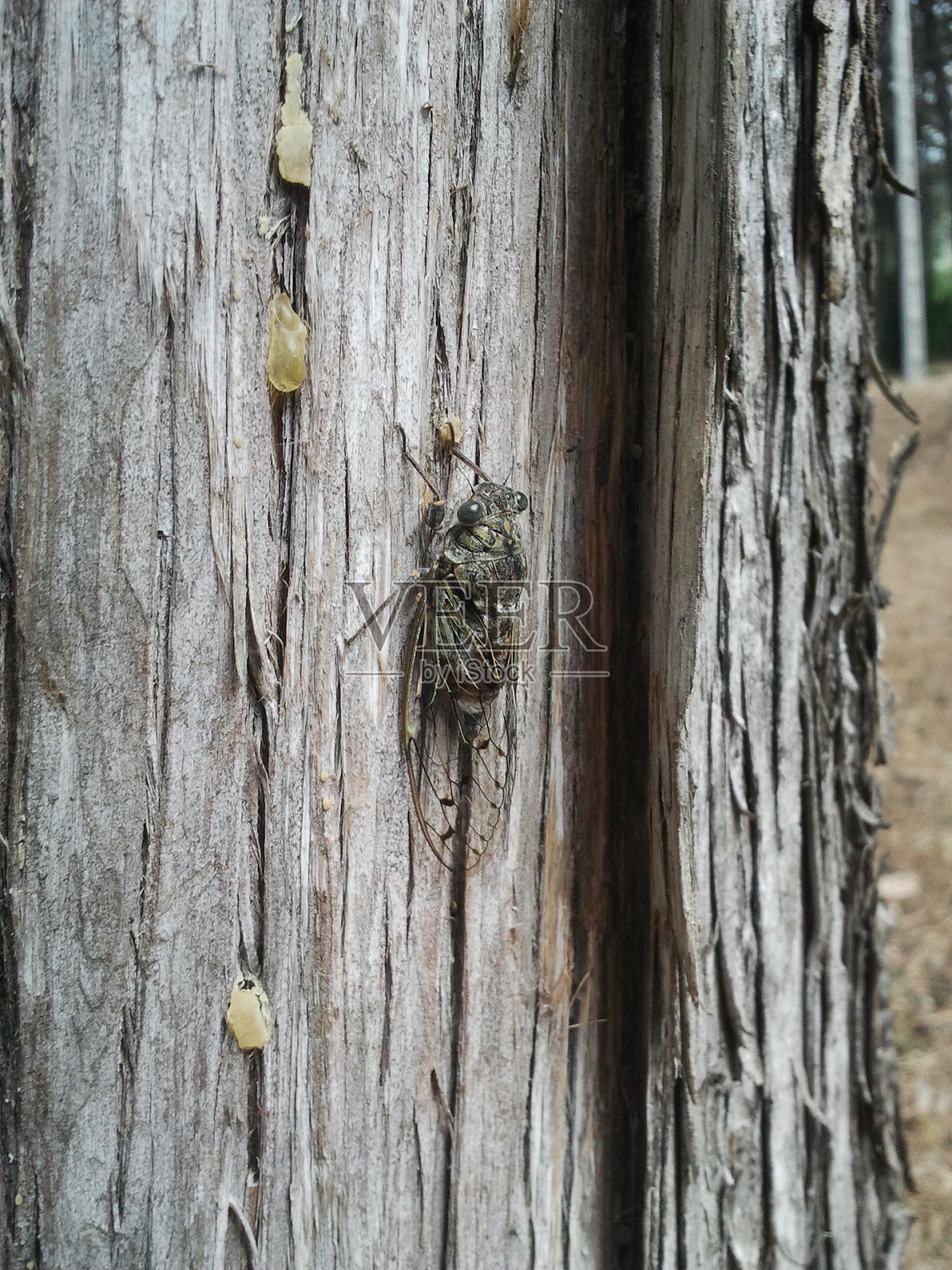 在桉树上休息的蝉照片摄影图片