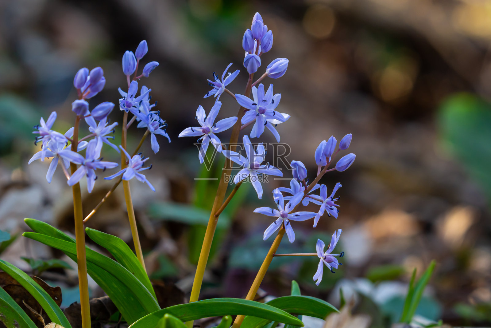 双峰菊，高山松鼠或双叶松鼠，是天门冬科的多年生草本植物。艺术照片的早期开花植物双歧树，高山松鼠照片摄影图片