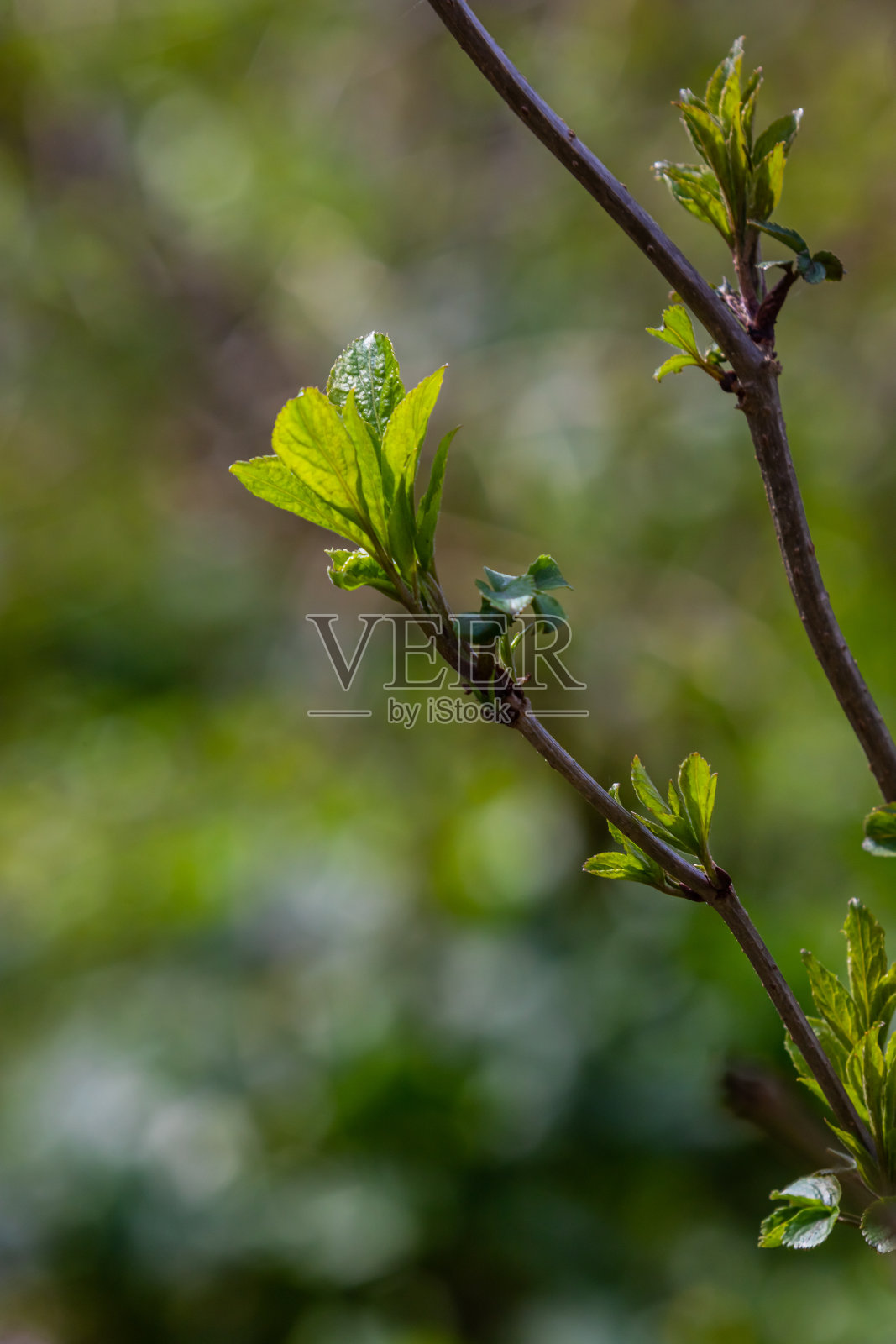 大绿芽枝。嫩绿的叶子从浓密的绿芽中长出来。在白天的阳光照耀下，长着新叶的树枝。早春的一天。春天来了照片摄影图片