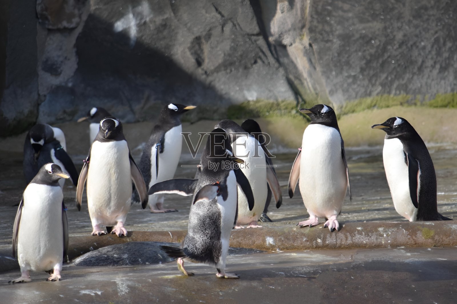 企鹅照片摄影图片