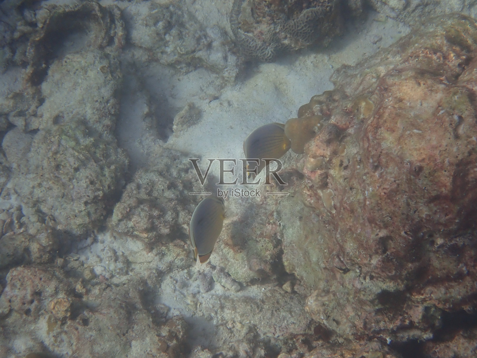 皮皮列岛的鱼照片摄影图片