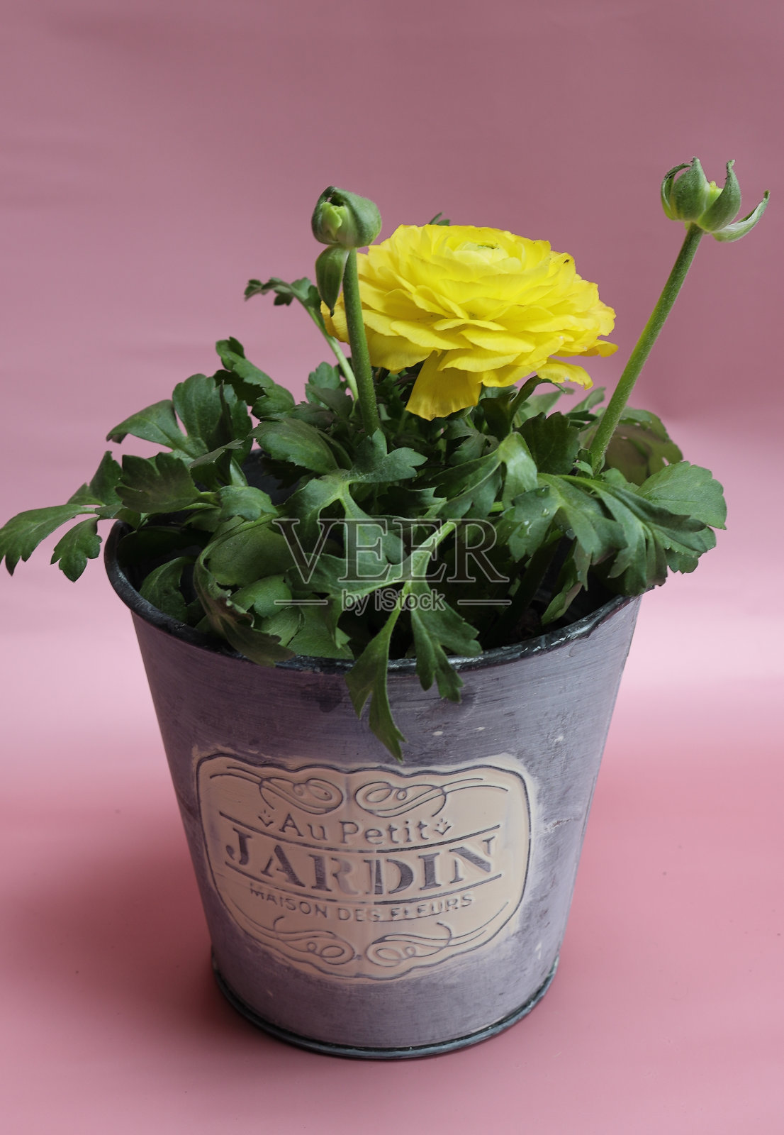 灰色花盆里的黄色毛茛花照片摄影图片