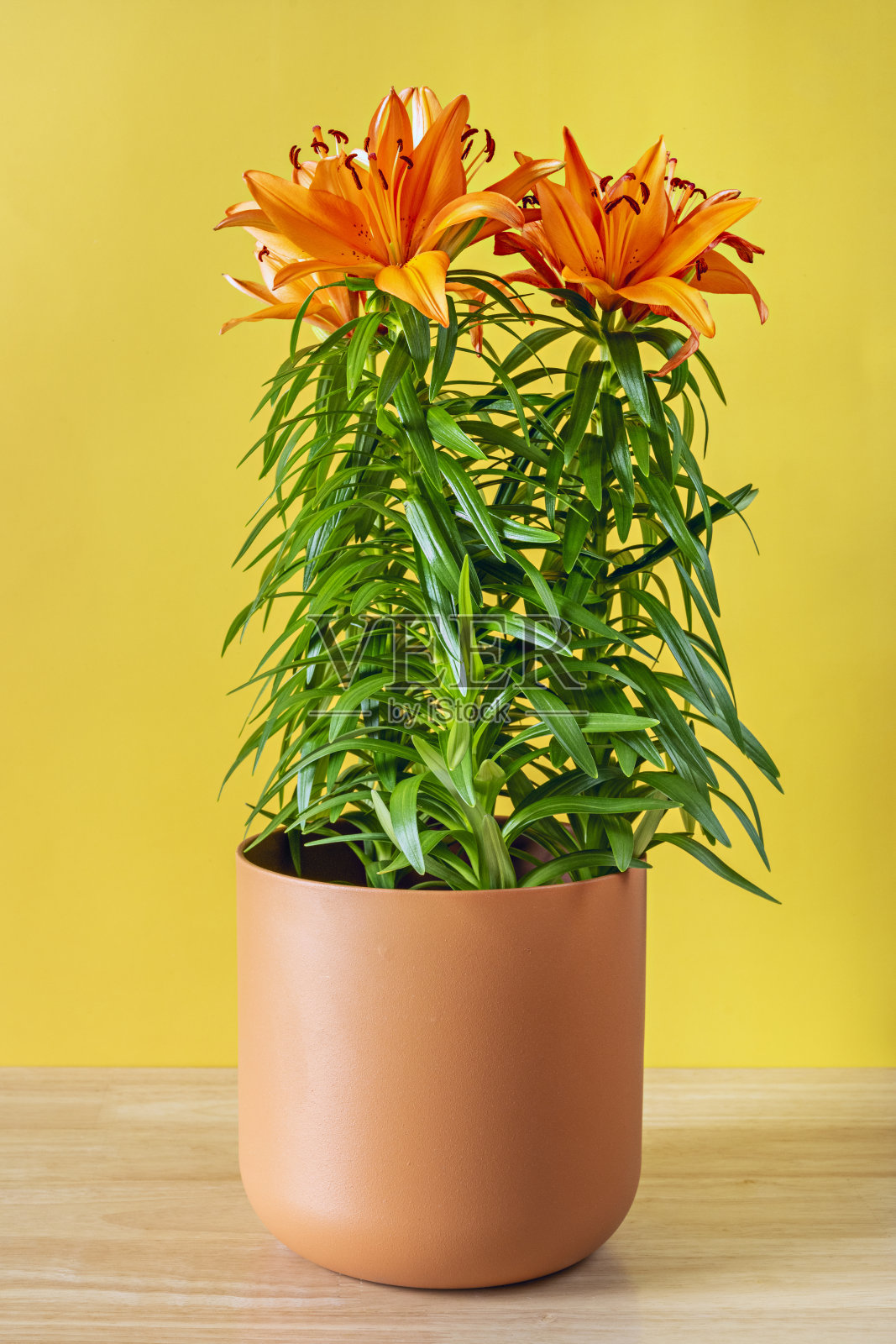 陶罐上有橙色的亚洲百合花和绿色的茎，木桌上有黄色的背景照片摄影图片