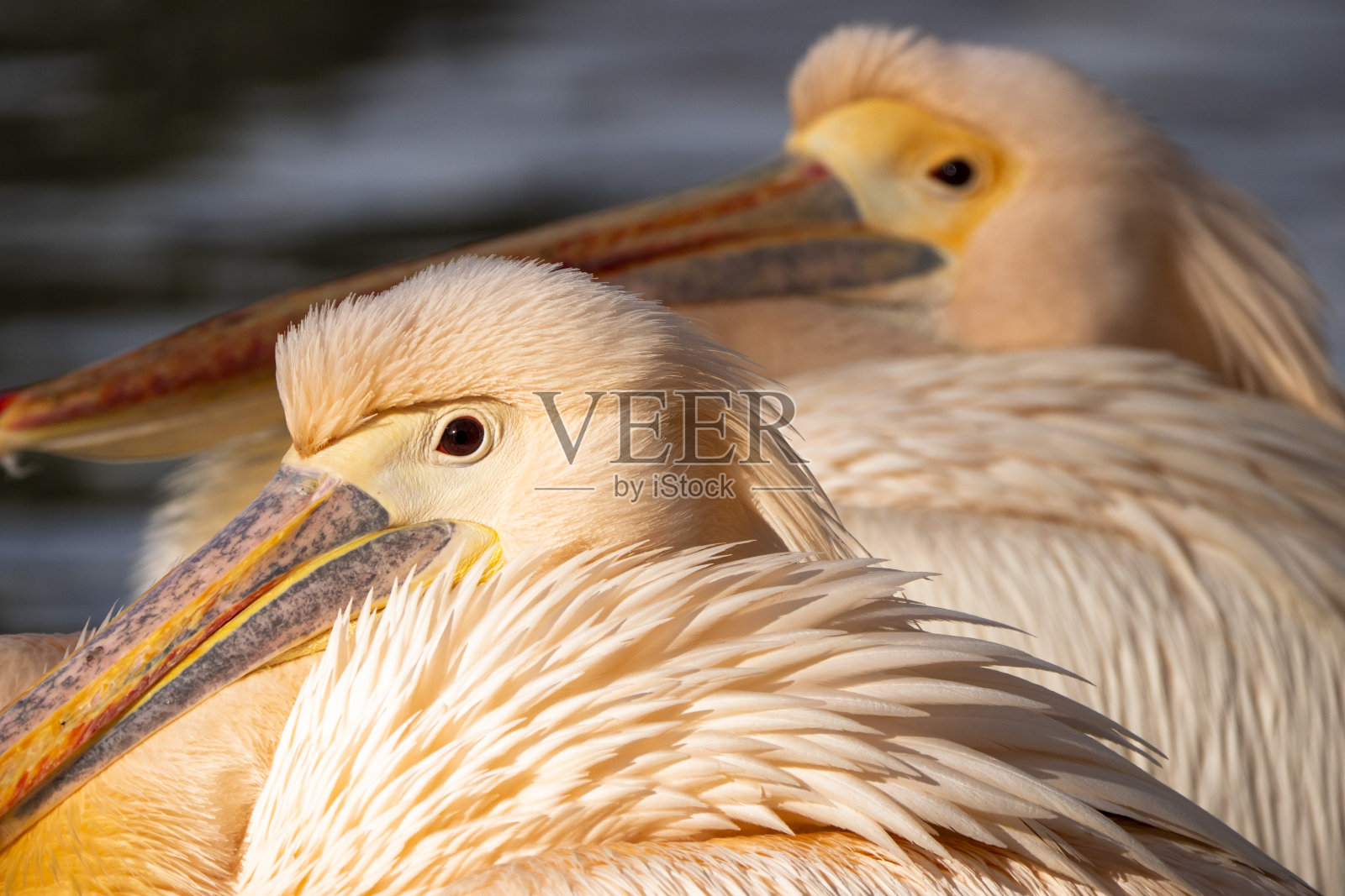 圣詹姆斯公园的鹈鹕队照片摄影图片