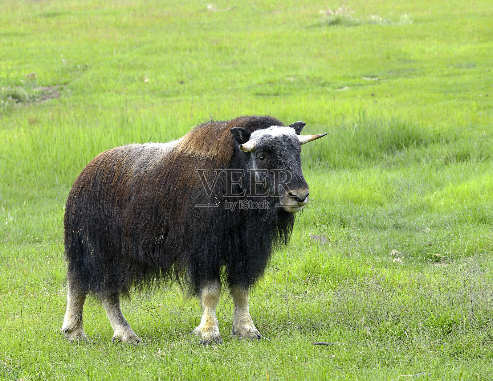 阿拉斯加公路附近的麝香(Ovibos moschatus) -加拿大育空地区照片摄影图片