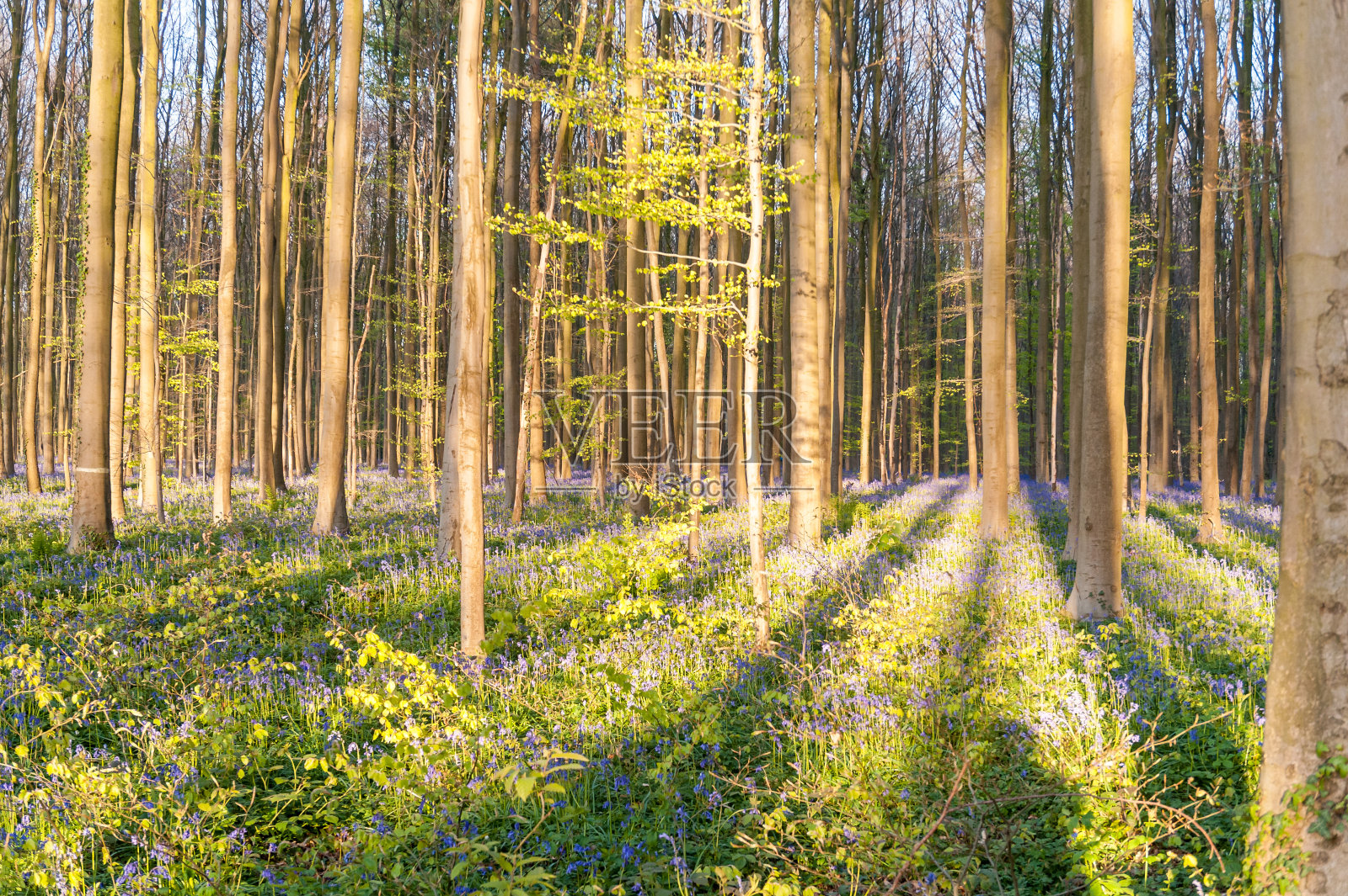 日出照亮风信子照片摄影图片