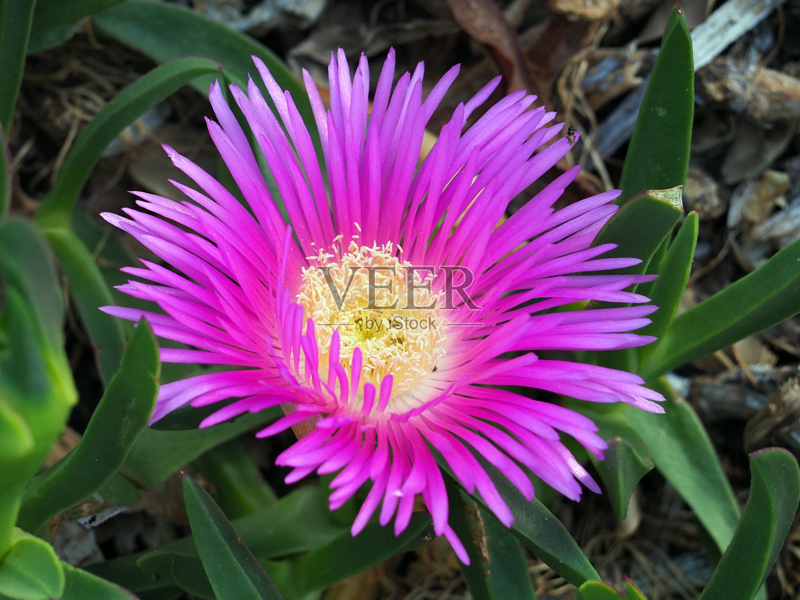 明亮的粉红色花在绿色的叶子背景照片摄影图片