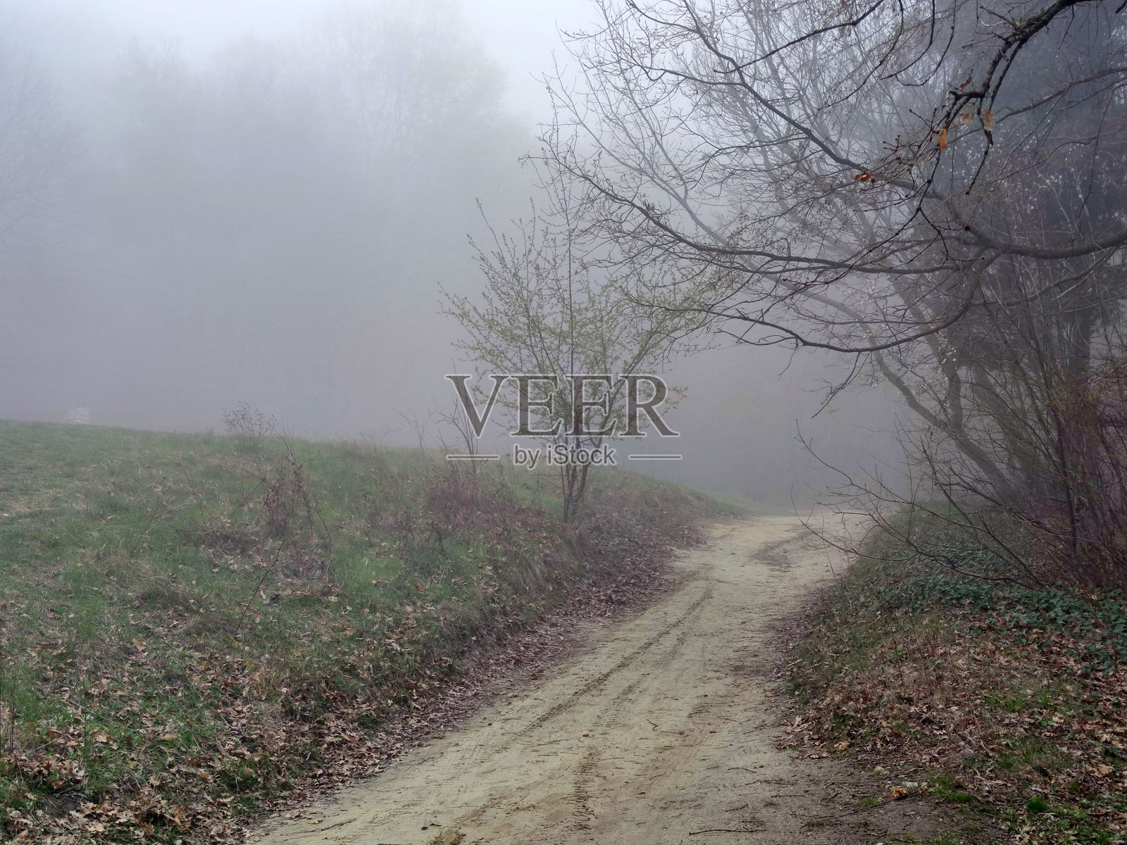 阴暗森林中的土路照片摄影图片