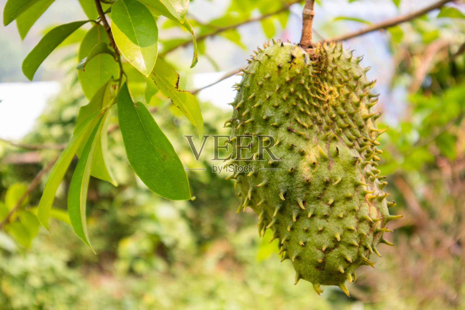 榴莲果实:榴莲或酸菜的果实，成熟后可以从树上摘下来吃照片摄影图片
