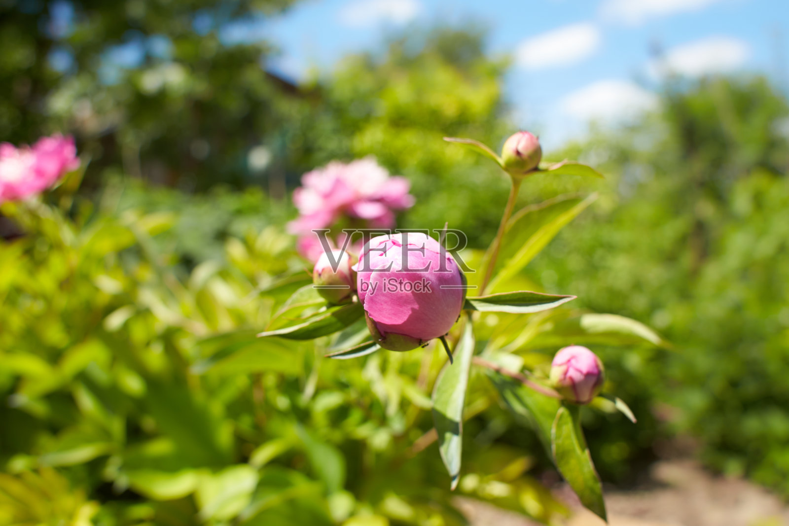 花园里白色的牡丹花。夏天和春天。照片摄影图片