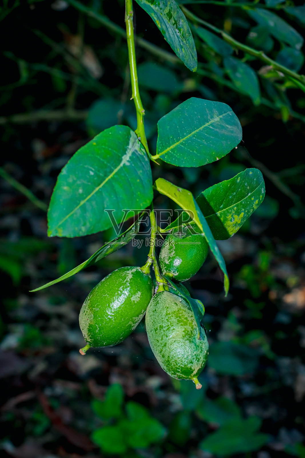 绿柠檬树在花园里与日光。酸橙树的果实和酸橙花。照片摄影图片