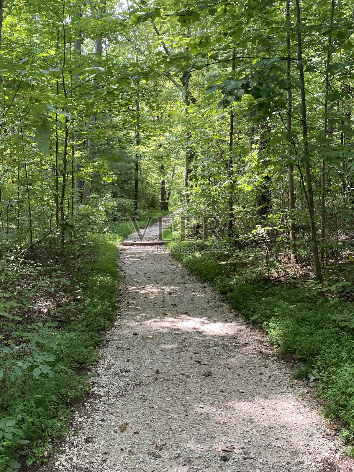 森林的小路照片摄影图片