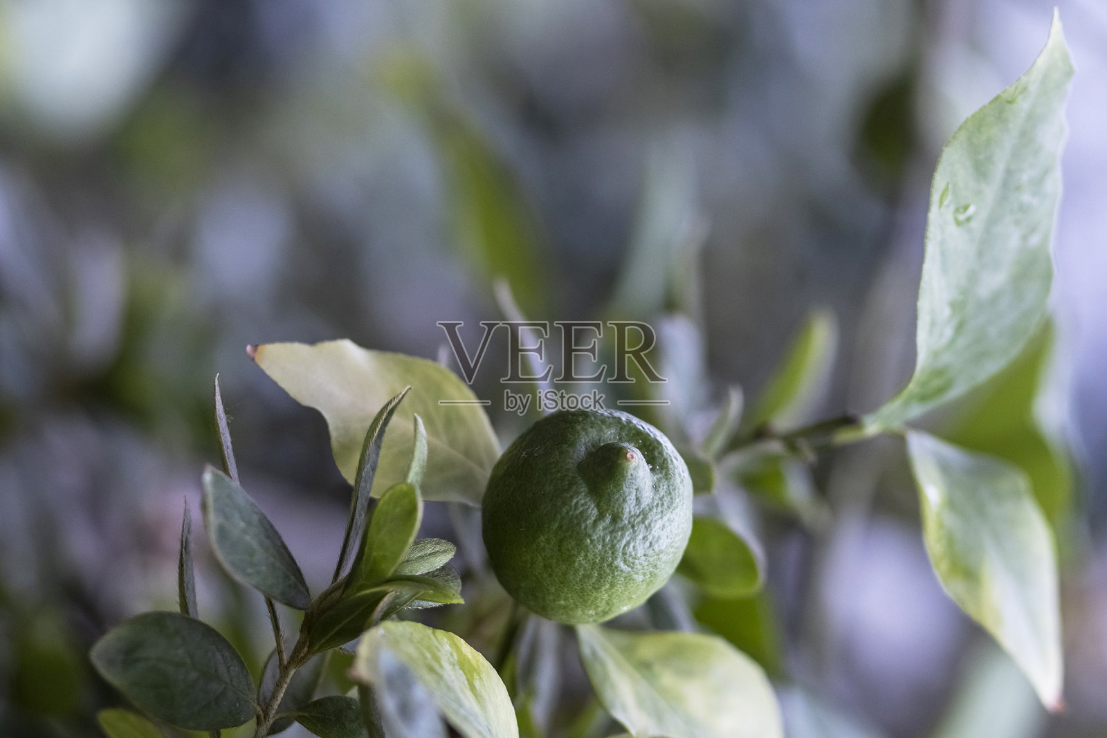 新鲜的绿色柠檬酸橙在有机花园的树上照片摄影图片