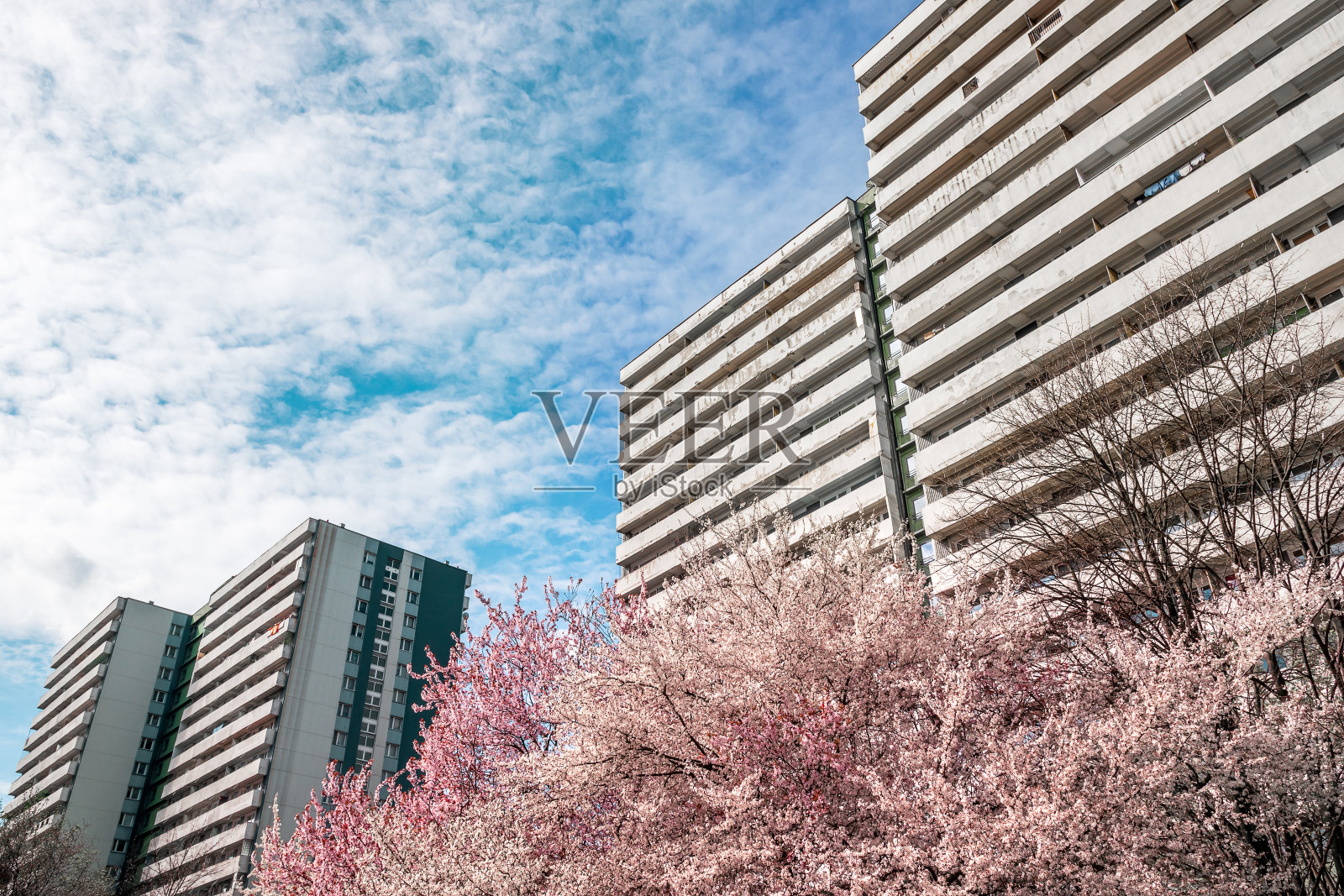 波兰西里西亚卡托维兹tyysiclecie区的一栋公寓，在春天的时候，透过粉红色的花朵看到盛开的树木。蓝天为背景。照片摄影图片