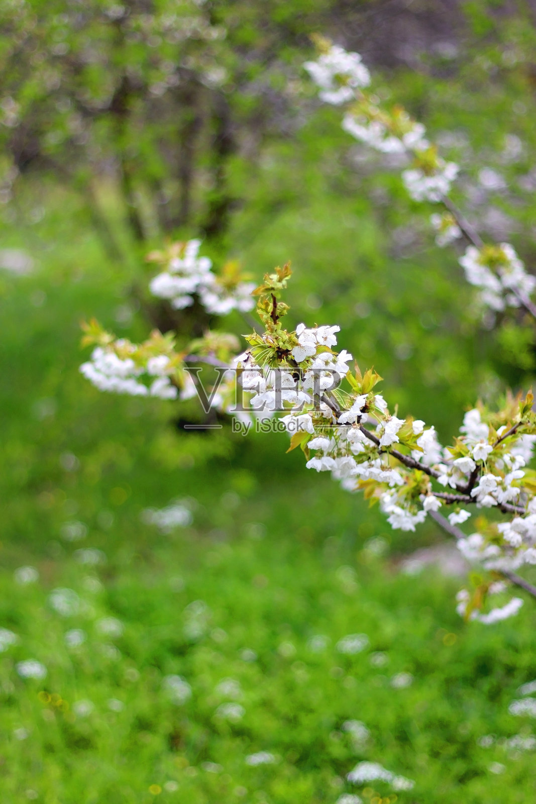 树上的花照片摄影图片