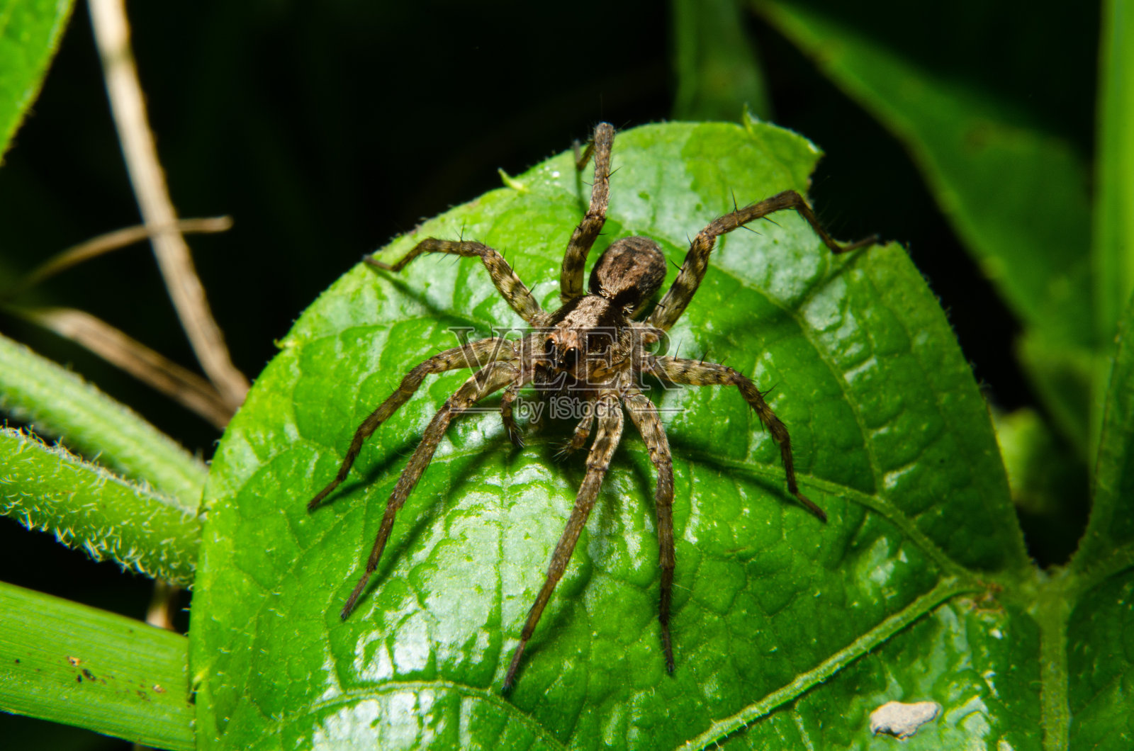 小蜘蛛照片摄影图片