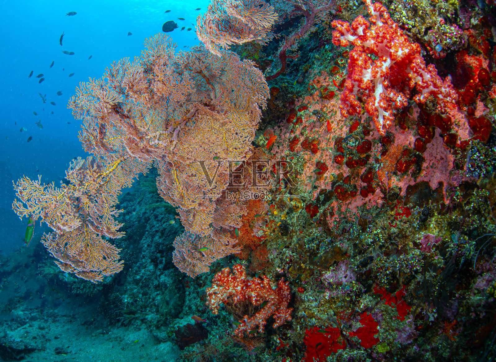 南太平洋珊瑚礁照片摄影图片