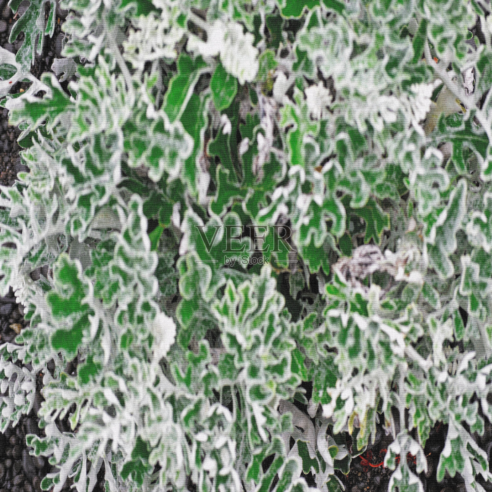 郁郁葱葱的金银花叶照片摄影图片