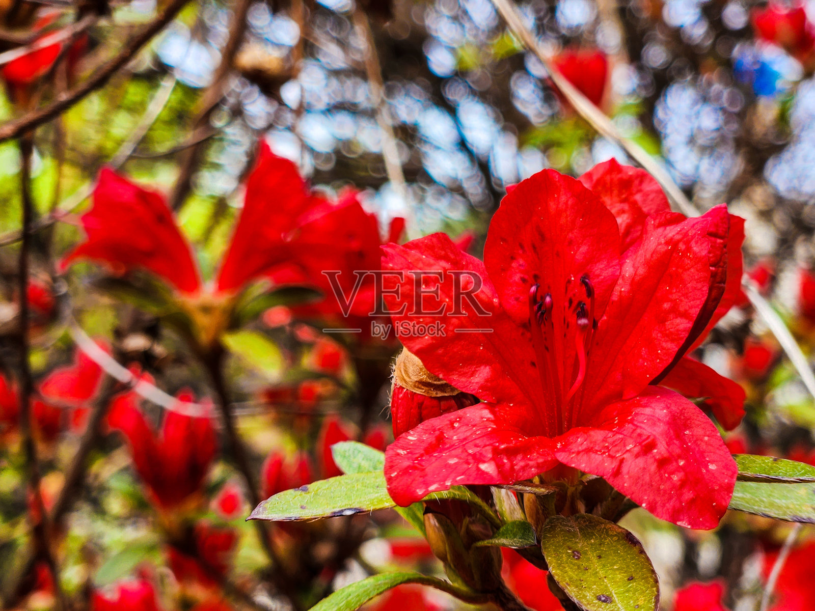 红樱花的特写，背景是模糊的樱桃树。照片摄影图片
