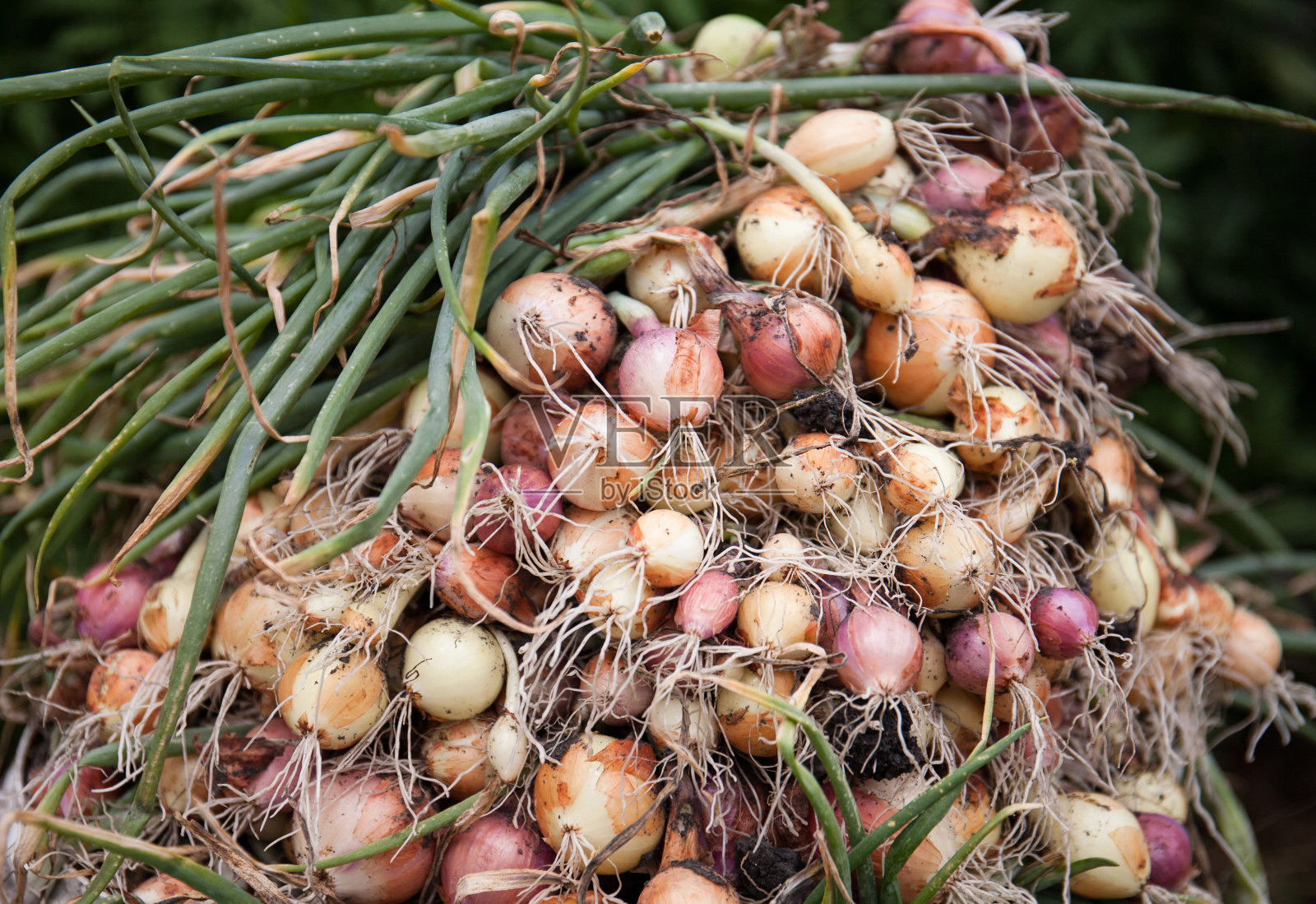 用羽毛堆洋葱，收割照片摄影图片