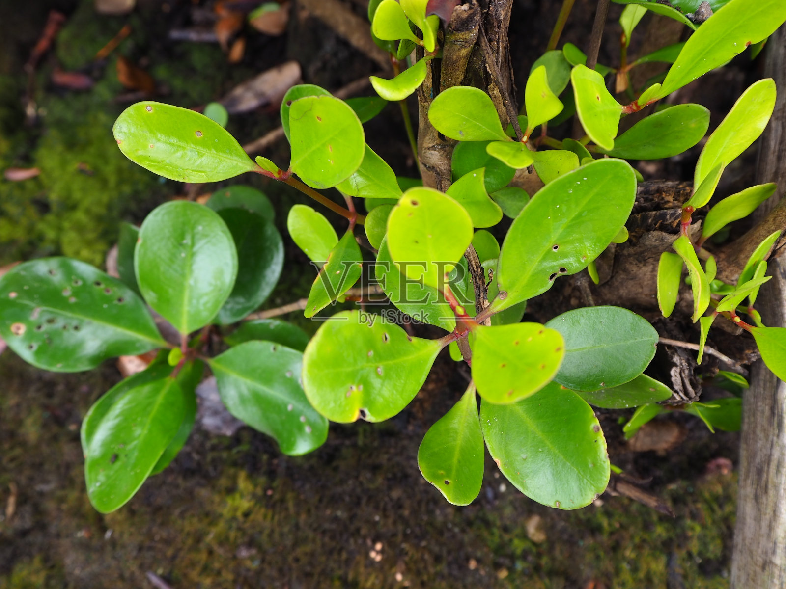 印度尼西亚沿海海洋的绿色红树林叶子照片摄影图片