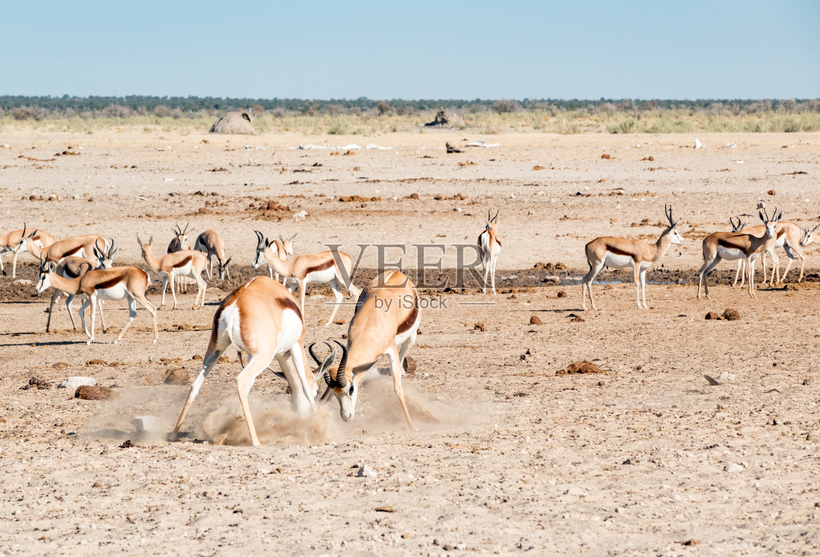 纳米比亚埃托沙国家公园Nebrownii水坑里的跳羚照片摄影图片
