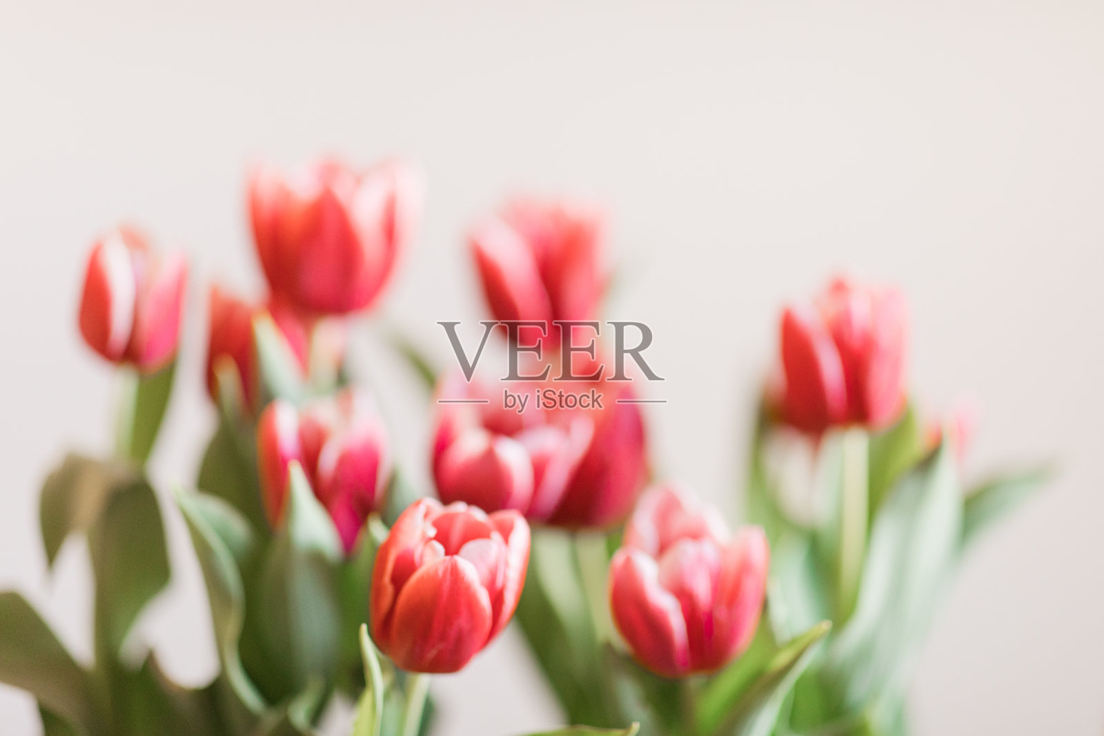 明亮的热粉色郁金香花盛开与郁郁葱葱的绿色茎和叶在明亮的自然日光与中性米色背景与复制空间照片摄影图片