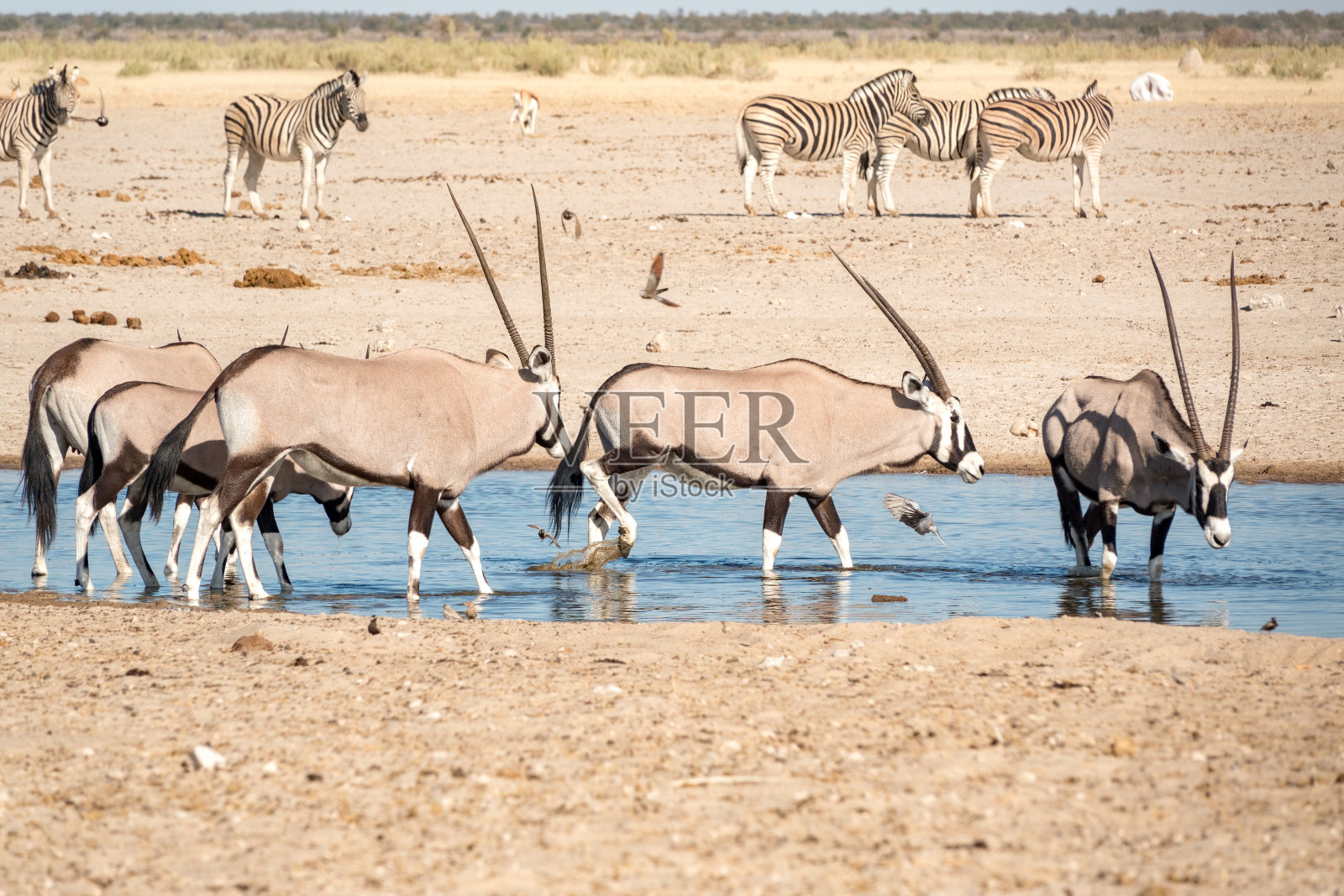 纳米比亚埃托沙国家公园Ozonjuitji M'Bari水潭的Gemsbok。照片摄影图片
