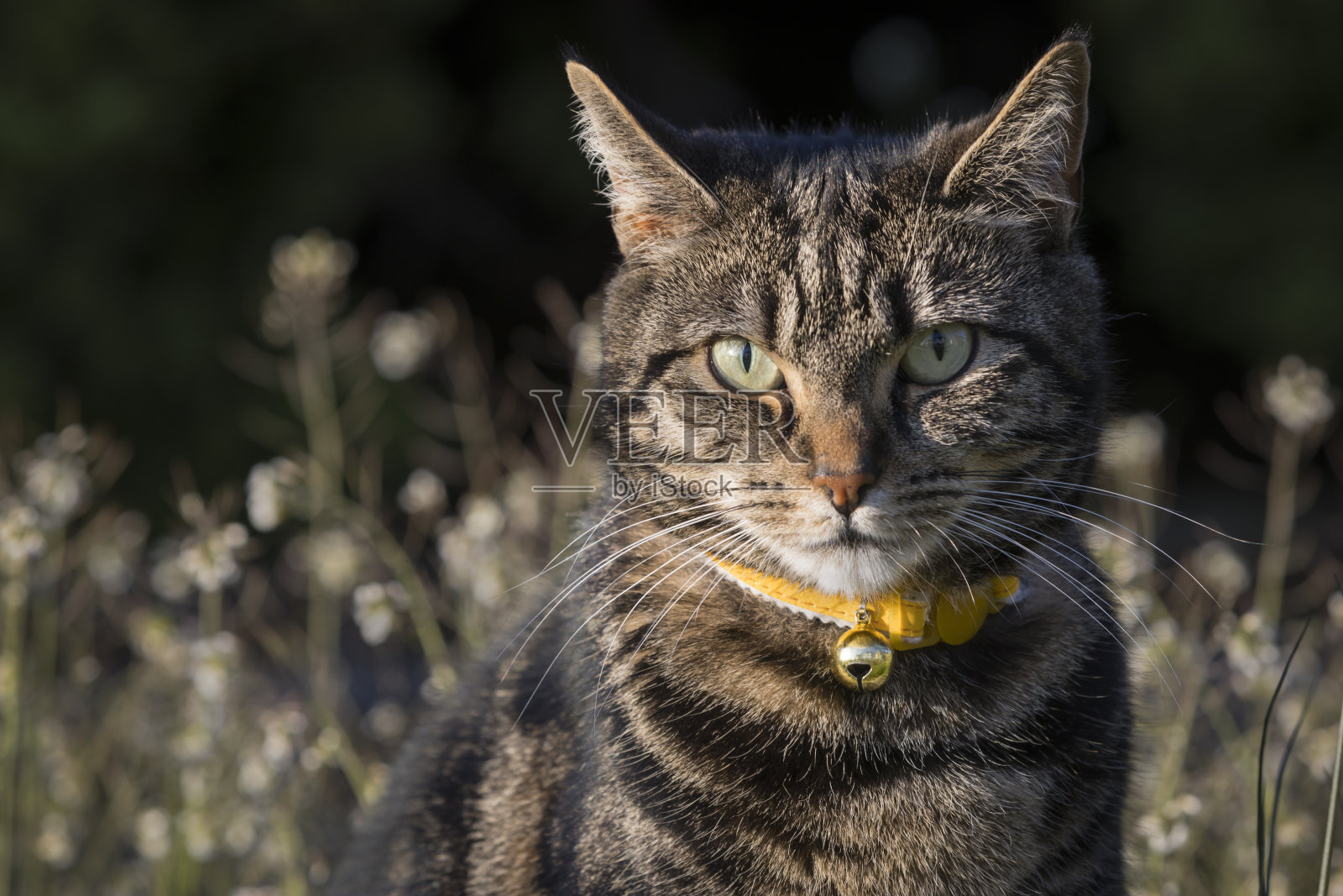 可爱的小虎斑猫在花园里，看着相机照片摄影图片