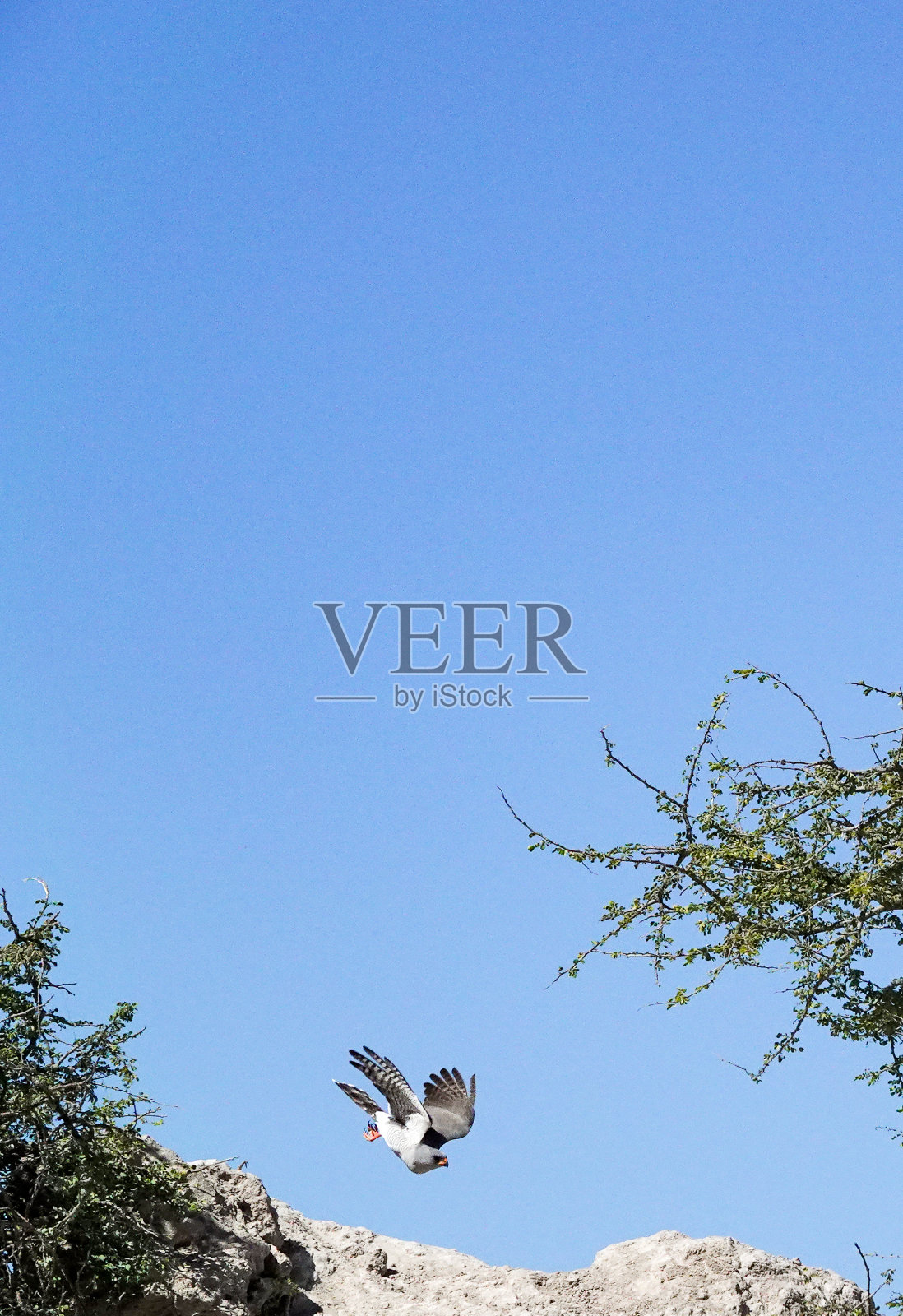 纳米比亚埃托沙国家公园里苍白的吟唱苍鹰照片摄影图片