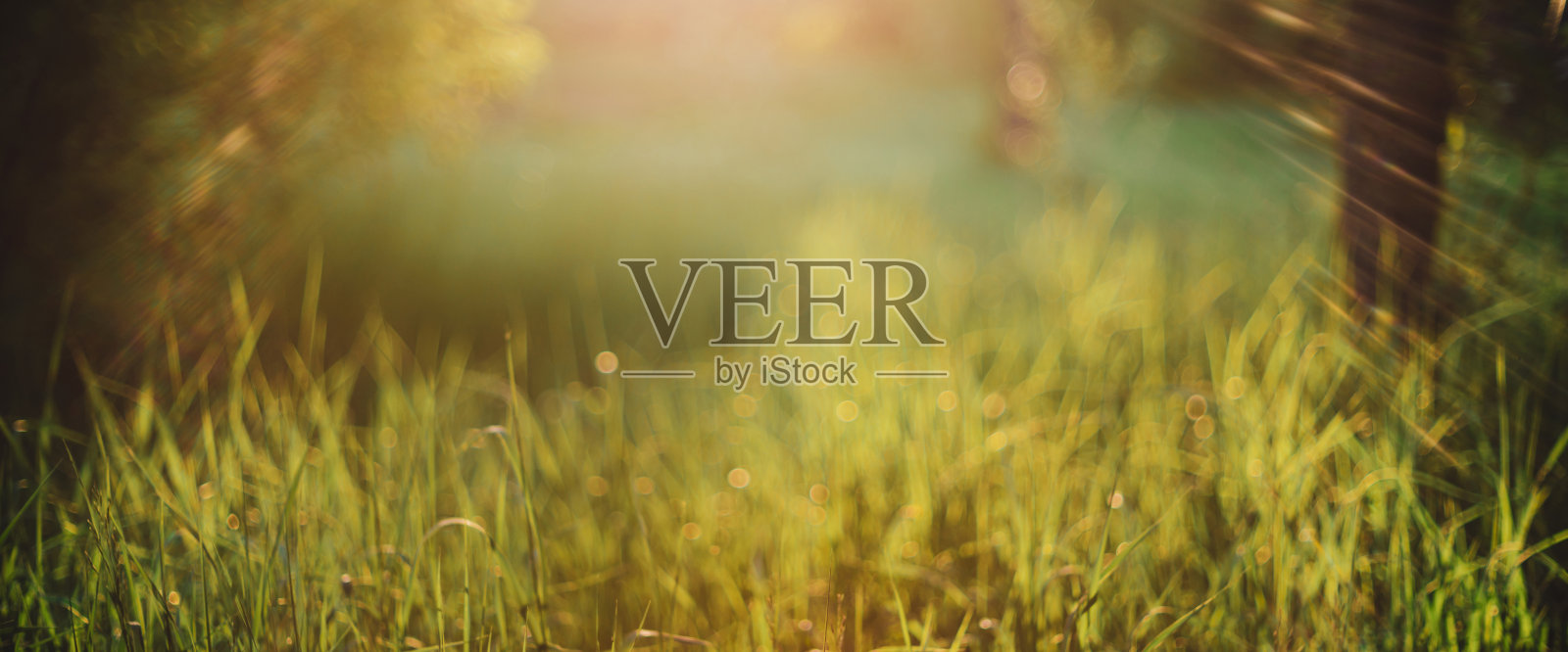 模糊抽象风景自然绿色背景。模糊的绿草在阳光明媚的日子与复制空间。镜头照在美丽的草地上。阳光下的清晨大自然。散焦背景与阳光。照片摄影图片