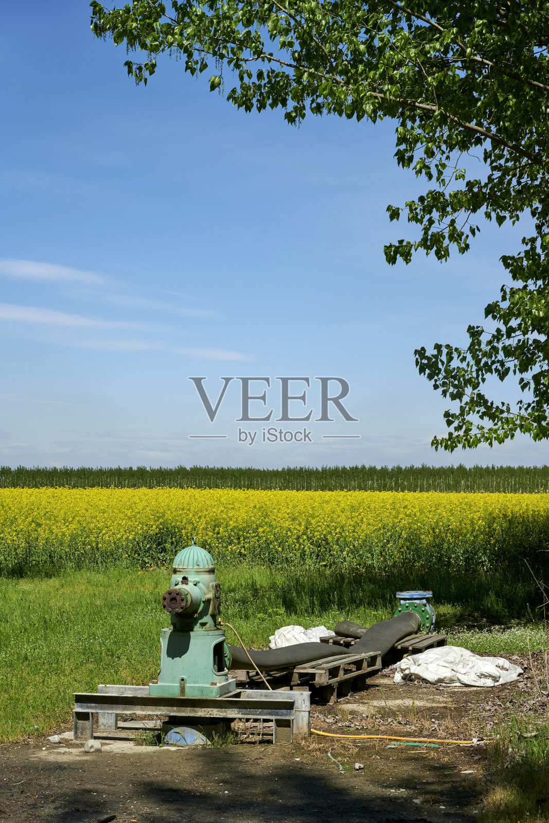 油菜照片摄影图片