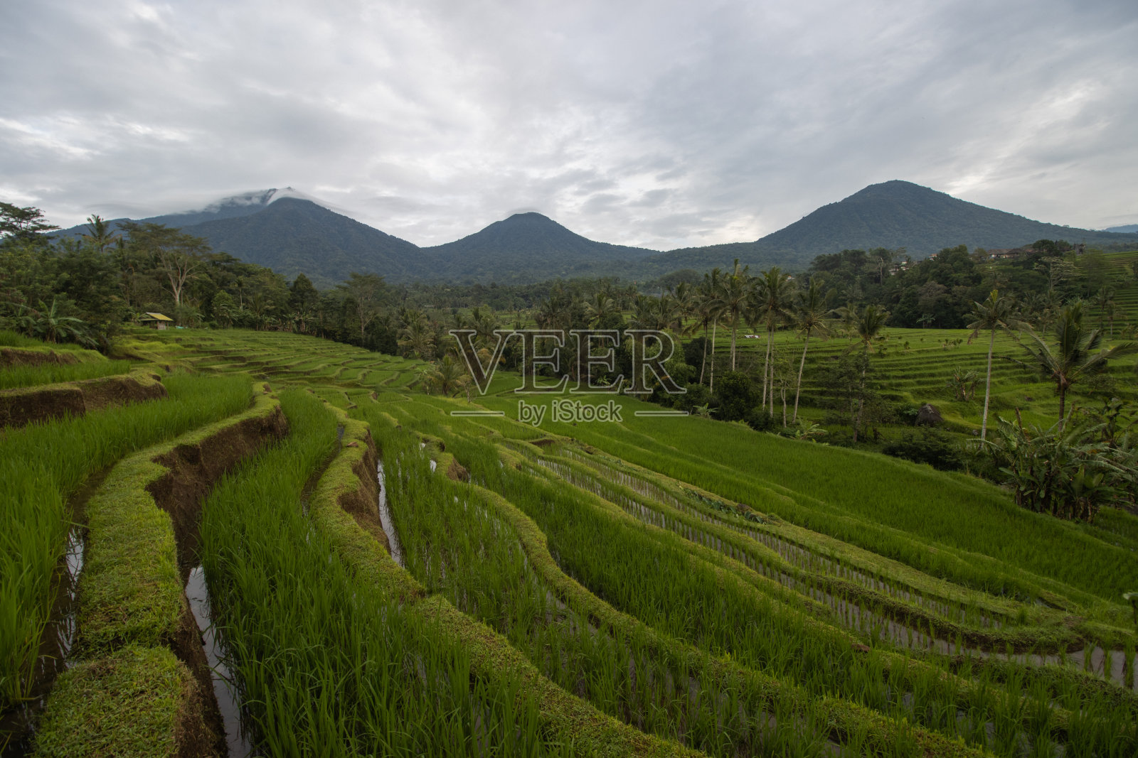 巴厘岛贾蒂卢维的稻田照片摄影图片