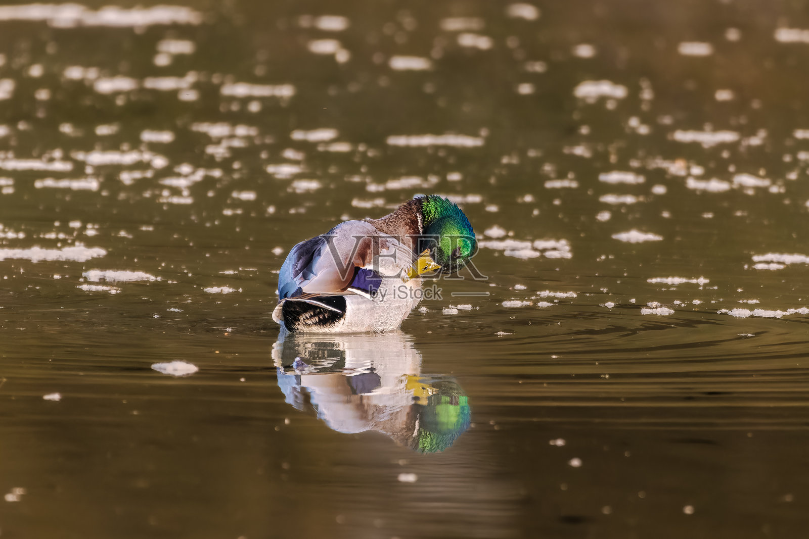 绿头鸭在晨光中游在水面上照片摄影图片