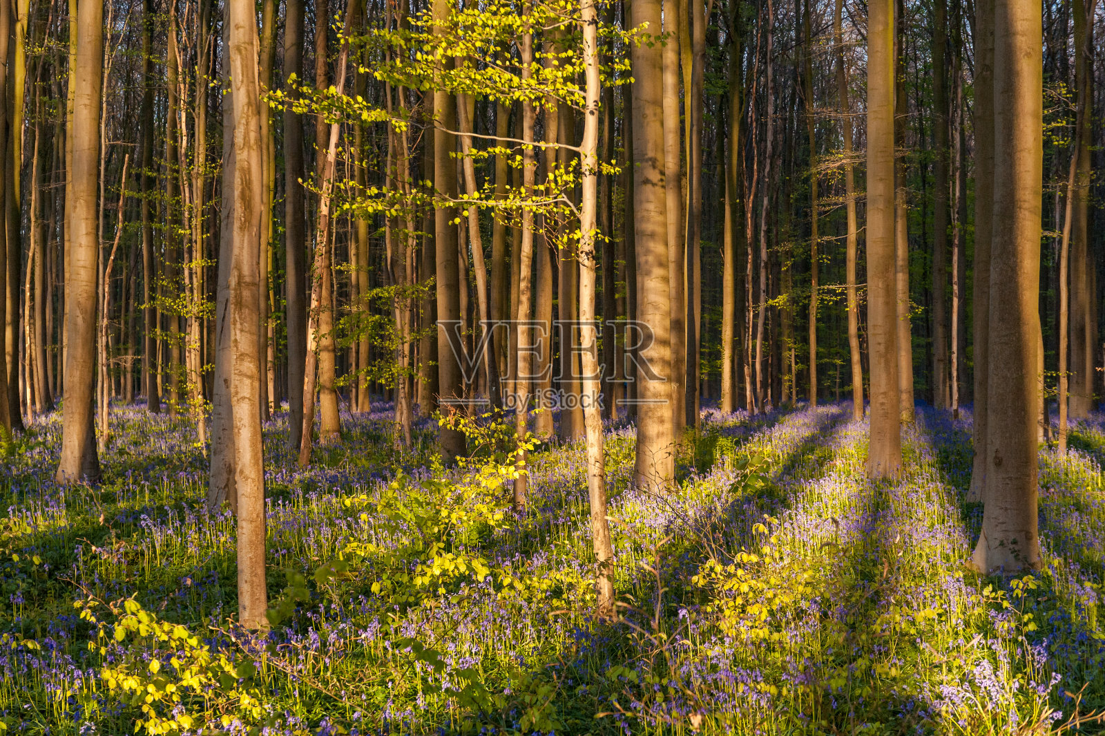 日出照亮风信子照片摄影图片