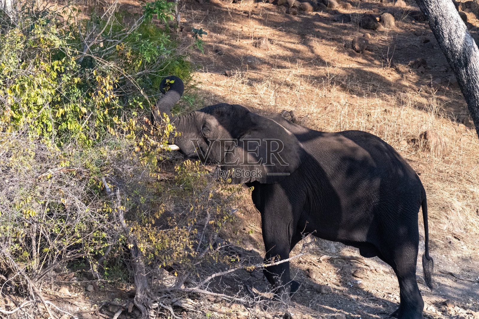 乔贝国家公园里的非洲象照片摄影图片