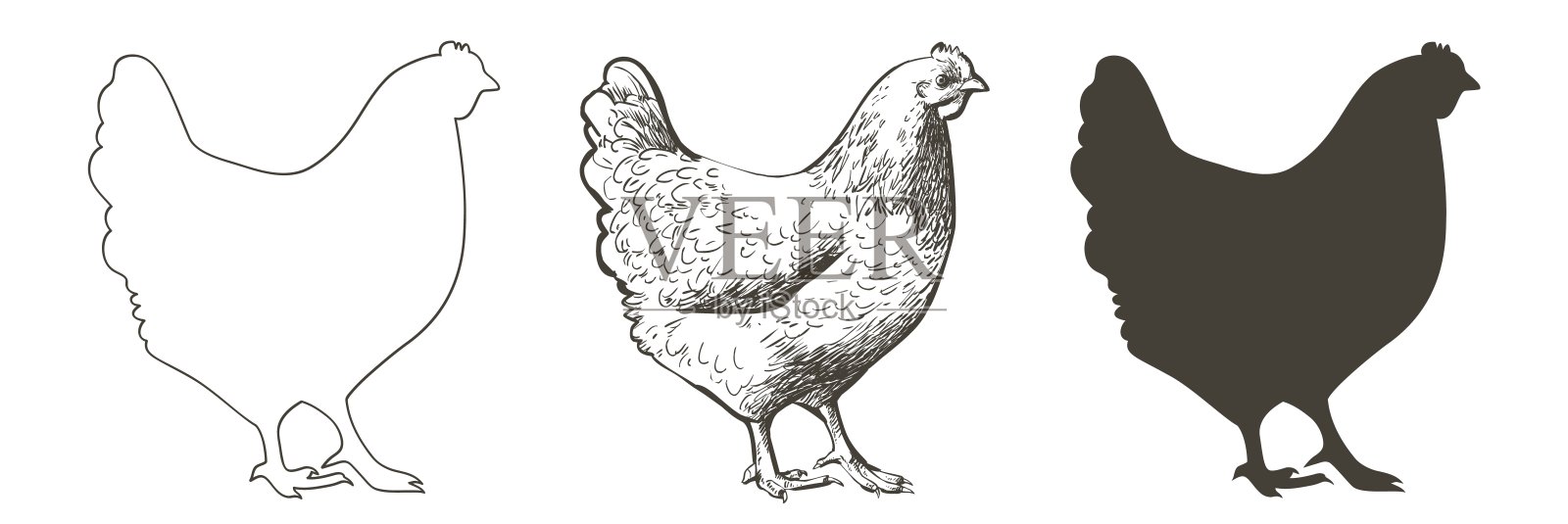 鸡，鸡，鸟。家禽、肉鸡、农场动物饲养。复古的复活节卡片。鸡蛋包装设计。写实素描，线条，轮廓，雕刻插图。插画图片素材