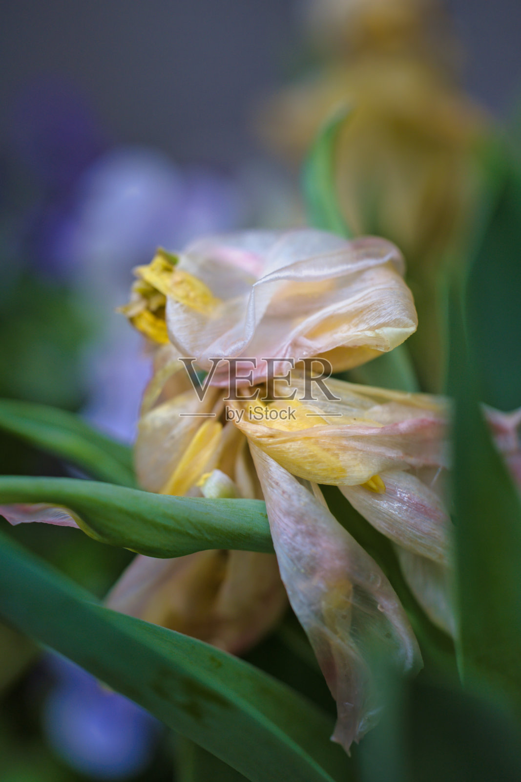 寂寞的郁金香，花已凋谢照片摄影图片