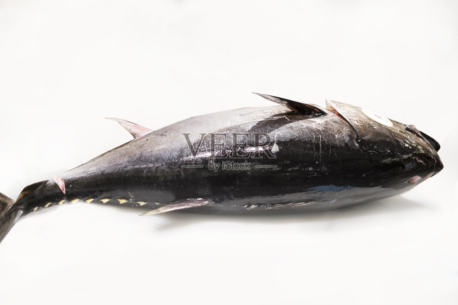 金枪鱼的拆解表演。照片摄影图片