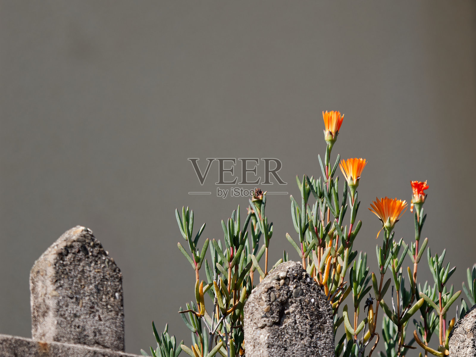 非洲菊的花照片摄影图片