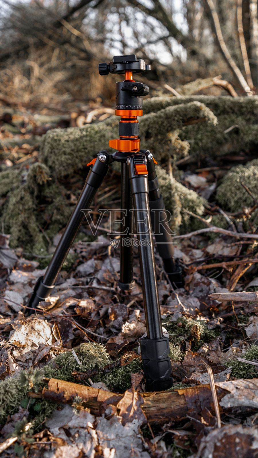 树梢茂密的小径上的三脚架照片摄影图片