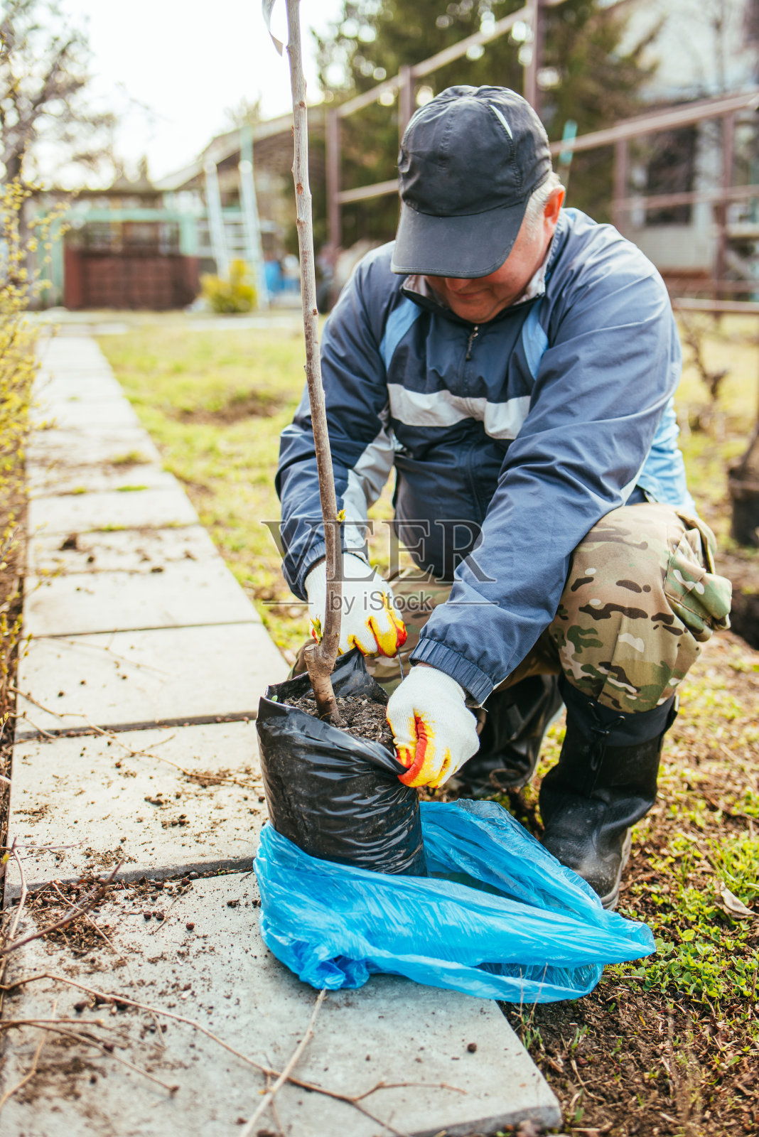 一个男人种了一棵小果树。农民打开一株新苗的包装，把它埋在地里。环保和生态的理念照片摄影图片
