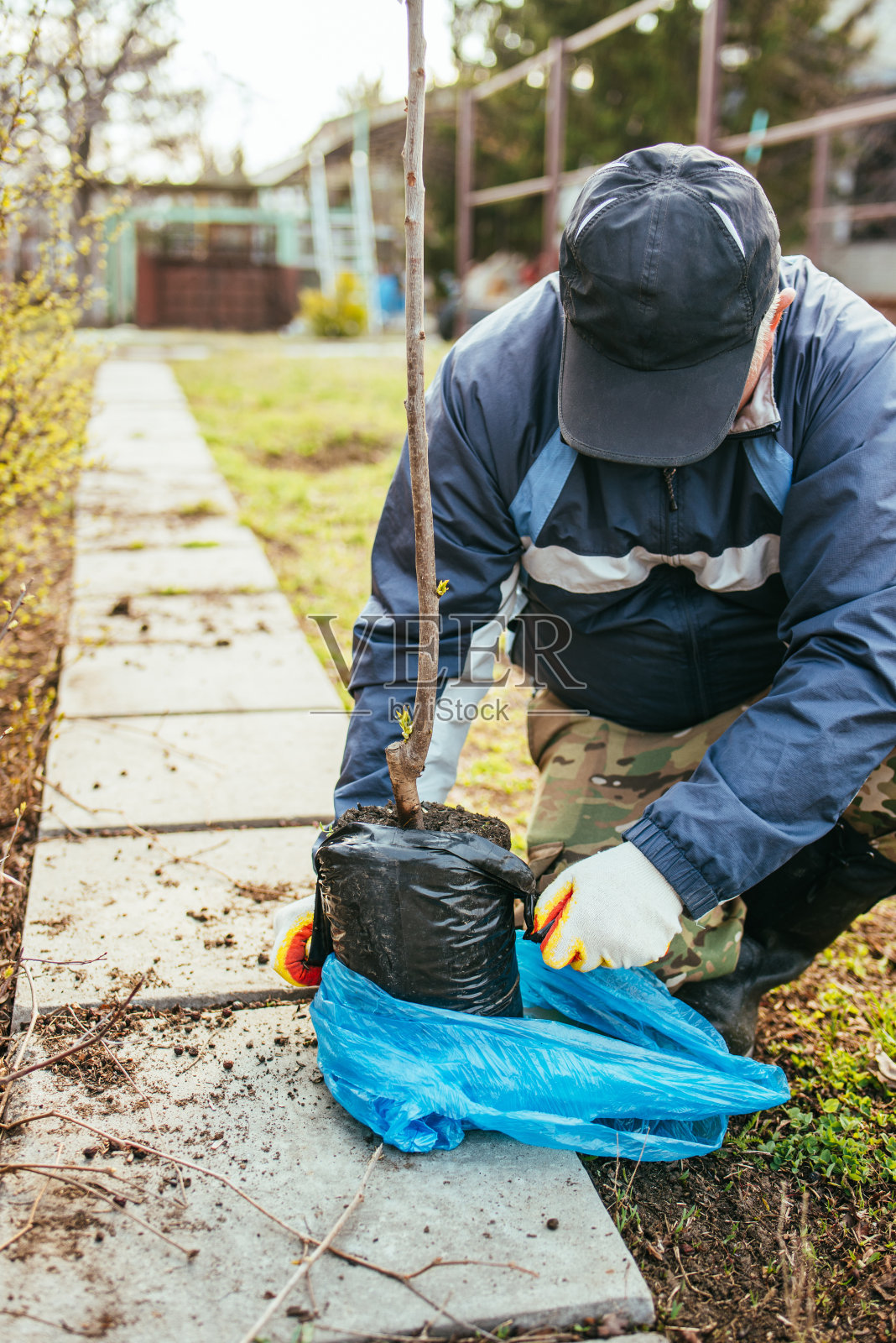 一个男人种了一棵小果树。农民打开一株新苗的包装，把它埋在地里。环保和生态的理念照片摄影图片