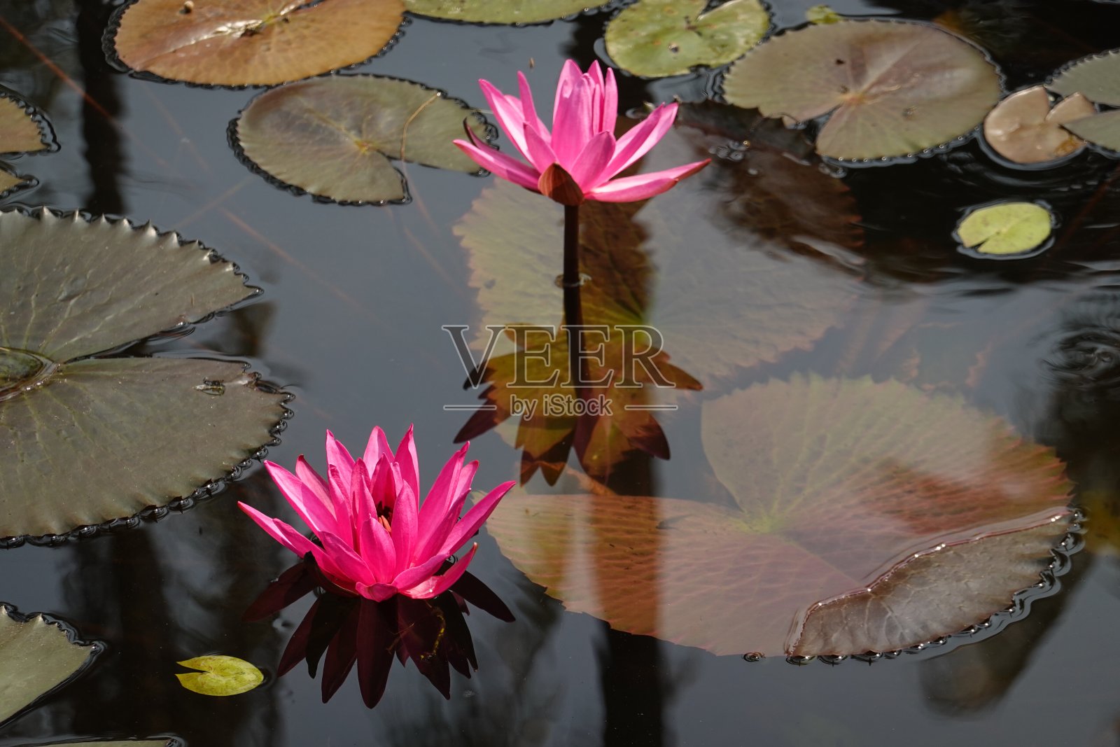 美丽的紫色睡莲，绿叶照片摄影图片
