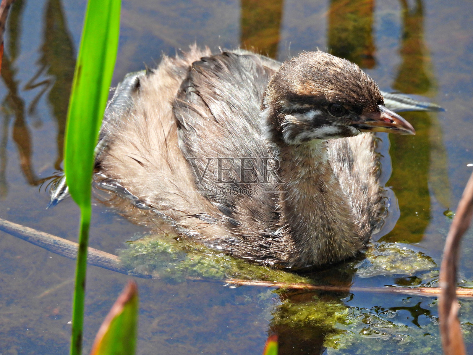 鸟嘴鹭(Podilymbus podiceps) -年轻，在湖中游泳照片摄影图片