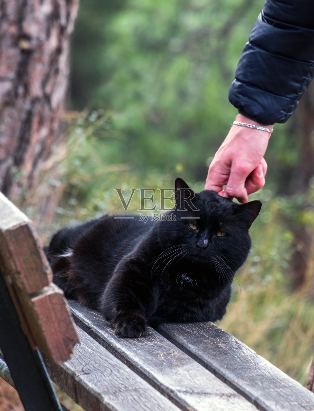 一个男人的手抚摸着一只黑色的流浪猫。照片摄影图片