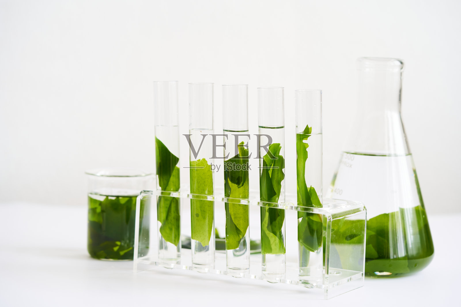 生物学的概念科学研究用海藻或海带在实验室的白色背景照片摄影图片