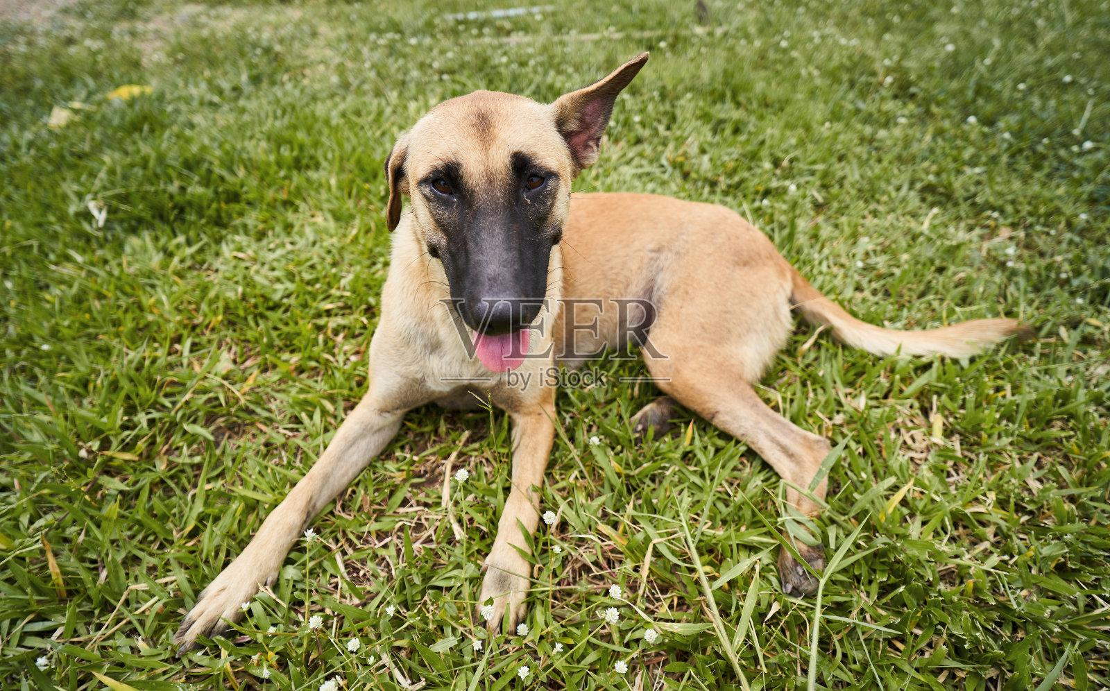 棕色的微笑狗在草丛的背景。照片摄影图片