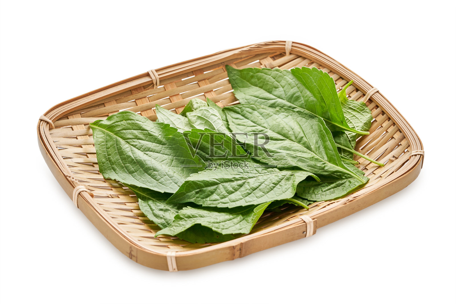 新鲜的印度树罗勒叶或罗勒叶在木板隔离在白色背景与剪辑路径。叶子，叶子，裁剪照片摄影图片